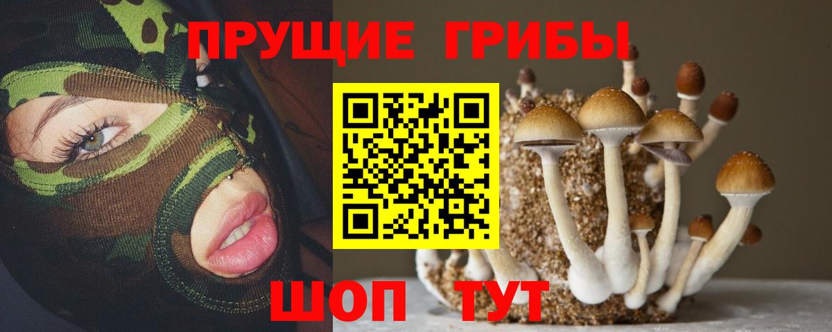Тулун  Псилоцибиновые грибы Cubensis  Вход с VPN 